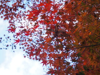紅葉