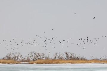 Migratory birds on Lake Khanka in Primorsky Krai. Schools of birds during the flight.