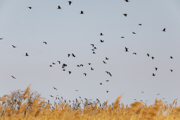 Migratory birds on Lake Khanka in Primorsky Krai. Schools of birds during the flight.