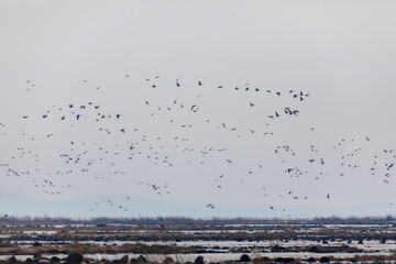 Migratory birds on Lake Khanka in Primorsky Krai. Schools of birds during the flight.