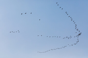 Migratory birds on Lake Khanka in Primorsky Krai. Schools of birds during the flight.