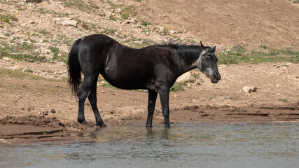 Black Sabino Wild Horse Mustang mare wading in the waterhole in the western United States