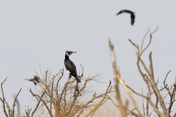 Migratory birds on Lake Khanka in Primorsky Krai. Japanese cormorants sit in a flock on the branches of a tall bush.