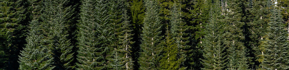 Forest of beautifully shaped dark green evergreen fir trees on a sunny day, as a nature background
