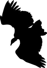 Vautour en vol, vecteur transparent 