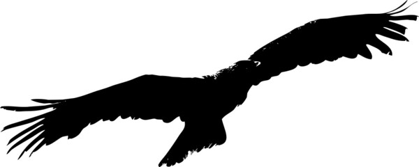 Rapace de type aigle, vautour, faucon volant dans le ciel- vecteur noir avec fond transparent à personnaliser ou utiliser tel quel. 
