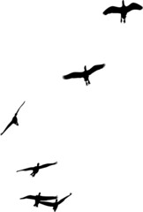 Oiseaux migrateurs volant dans le ciel- vecteur noir avec fond transparent à personnaliser ou utiliser tel quel. 