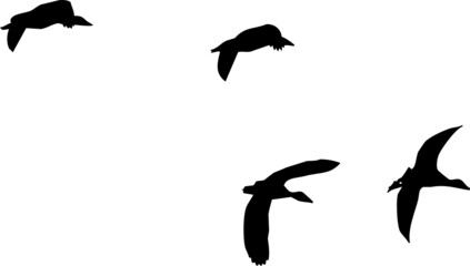 Nuée d'oiseaux en vol, canards sauvages.