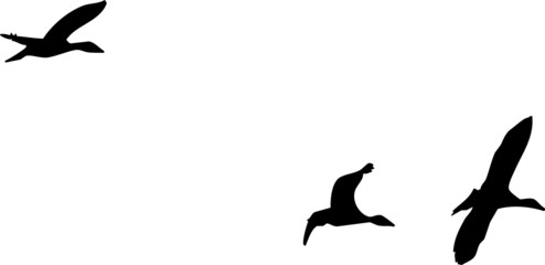 Trois canards en vol, silhouettes, fond transparent vecteur noir.