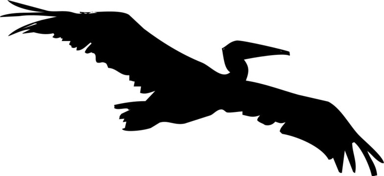 Oiseau en vol, vecteur noir et fond transparent 