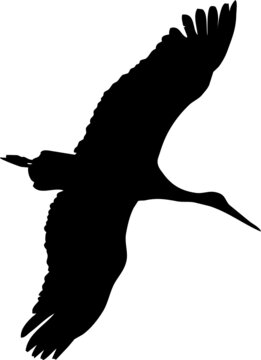 Oiseau en vol, vecteur noir et fond transparent 