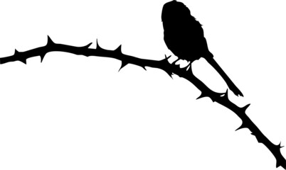 Oiseau Orite ou mésange à longue queue, perché. Vecteur noir et fond transparent 