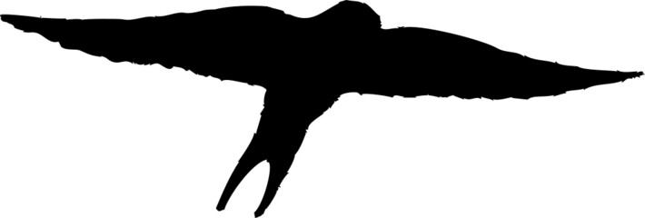 Hirondelle en vol, ailes ouvertes, silhouette. Vecteur noir transparent  © Thierry