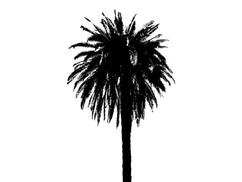 Palm tree silhouette close up, isolated on white background. Summer illustratoin, tropical tree.