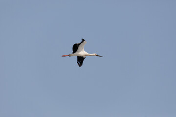 The Red Book Far Eastern stork flies spreading its wings against the background of the blue sky.