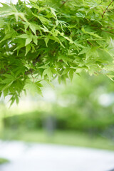 Maple with beautiful green leaves