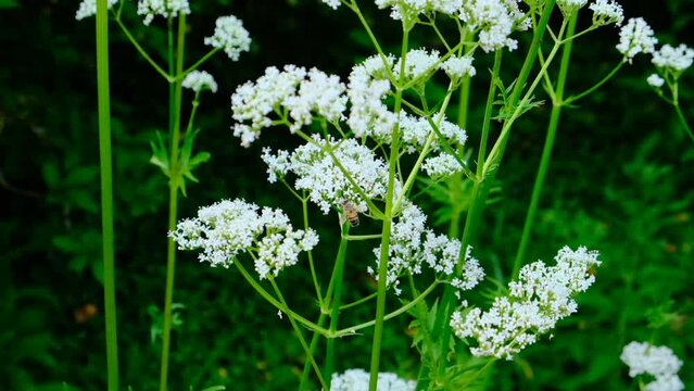 Blooming valerian and a bee.Valerian officinalis close-up. Healing flowers and herbs.White flowers of Valerian officinalis. 4k footage
