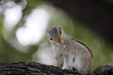 squirrel in the park