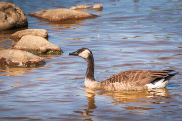 Canada Goose - Branta canadensis