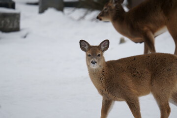 deer in the snow