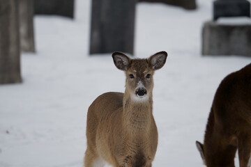 deer in the snow