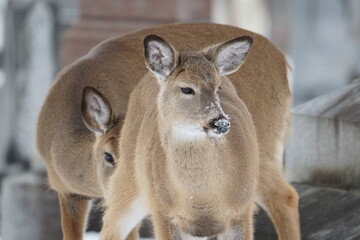 deer in the snow