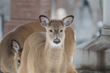 deer in the snow