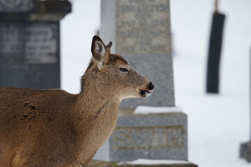 deer in the snow