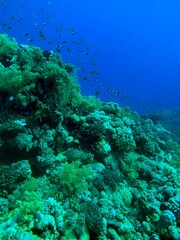 coral reef in sea
