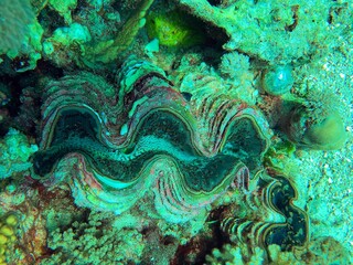 coral reef in the sea