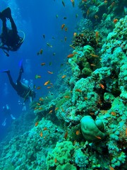 scuba diver and coral reef