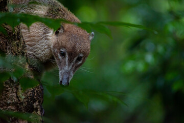 Coati mirando