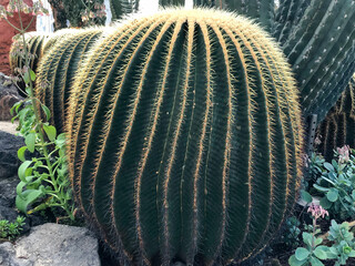 cactus in the garden