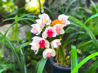 white and pink flowers