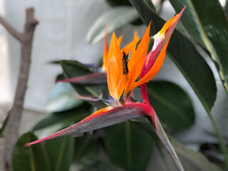 bird of paradise