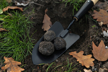 Shovel with fresh truffles in pit, closeup view