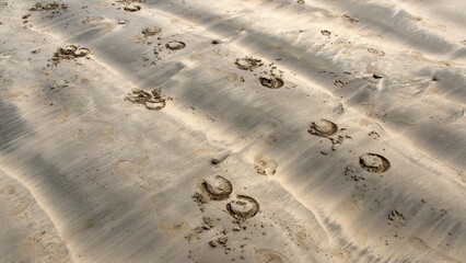 Hoof prints in the sand in Tamarindo, Costa Rica