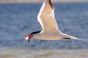 Fototapeta na wymiar Awesome seagull flying with catch fish 