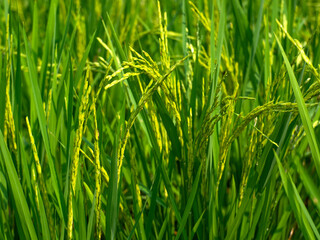 The rice plant is growing and yielding.