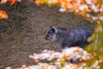 モミジの紅葉越しに見るのんびりくつろぐカモシカ＠神戸、兵庫
