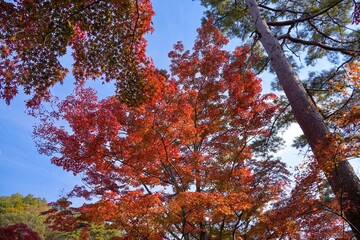 Fototapeta premium 青空バックに光を浴びて輝くカラフルなモミジの紅葉＠神戸、兵庫