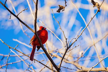 Close up shot of cute small red Northern Cardinal