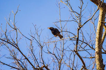 Close up shot of cute Common starling