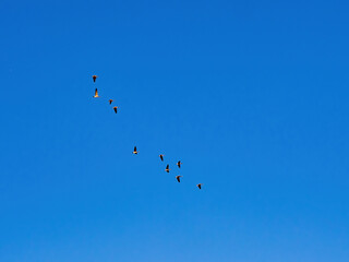 Close up shot of many Canada geese flying in the sky