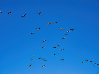 Close up shot of many Canada geese flying in the sky