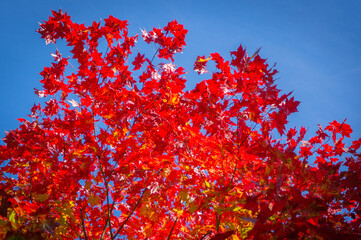 晴天の紅葉