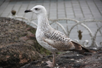 A seagull looking at the camera. On the green grass background