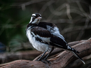 Magpie Lark Head Back