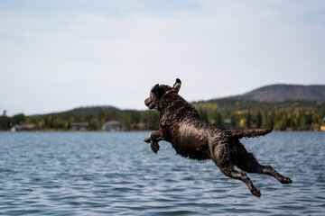A view of a black dog with a collar jumping into the water