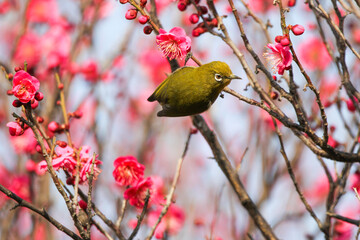 梅の花に止まるメジロ